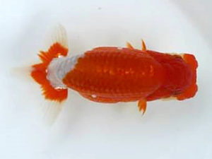 優らん会　立行司　薮田　清　富山市