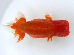 優らん会　東取締　熊﨑次郎　敦賀市