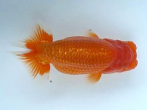 優らん会　西取締　山本順治　敦賀市