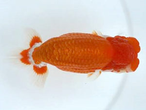 優らん会　東大関　藤田和久　敦賀市