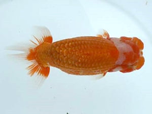 優らん会　西大関　藤田和久　敦賀市