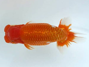 優らん会　立行司　藤田和久　敦賀市