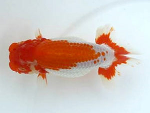 優らん会　西取締　石田　昇　与謝野郡与謝野町