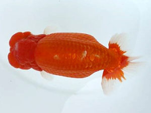 優らん会　東大関　藤田和久　敦賀市