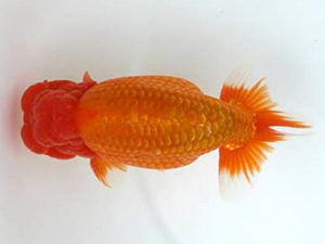 優らん会　立行司　藤田和久　敦賀市