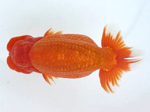 優らん会　東取締　藤田和久　敦賀市