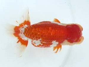 優らん会　西取締　寺越良市　小松市