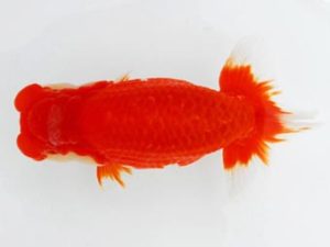 常陸らんちう会　西大関　荻谷冨士夫　水戸市