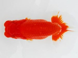 常陸らんちう会　立行司　大森智之　石巻市