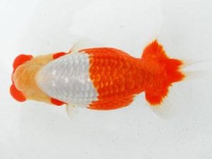 常陸らんちう会　西取締　小出　慎　江戸川区