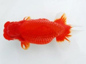 常陸らんちう会　西大関　荻谷冨士夫　水戸市