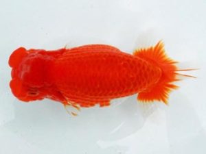 常陸らんちう会　立行司　目黒康弘　足立区