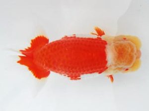 常陸らんちう会　東取締　坪井　昇　笠間市