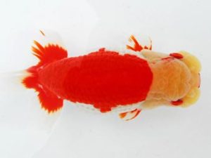 常陸らんちう会　西取締　荻谷冨士夫　水戸市