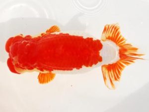 常陸らんちう会　西大関　花田国昭　上尾市