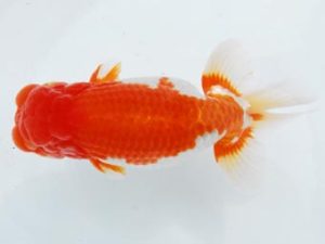 常陸らんちう会　立行司　平山一彦　千葉市