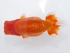 稲沢金鱗会　東大関　植田春寿　稲沢市