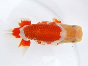 稲沢金鱗会　西大関　山田重夫　愛西市