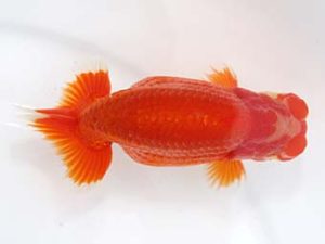 稲沢金鱗会　立行司　興野一也　稲沢市