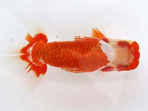 稲沢金鱗会　東取締　山田重夫　愛西市