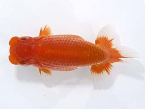 稲沢金鱗会　西取締　榊原英樹　知多郡