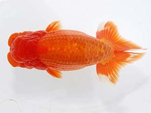 稲沢金鱗会　東大関　植田春寿　稲沢市