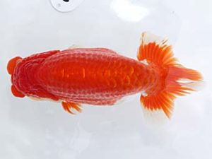 稲沢金鱗会　西大関　森本啓司　稲沢市