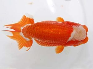 稲沢金鱗会　立行司　鎌田芳男　稲沢市