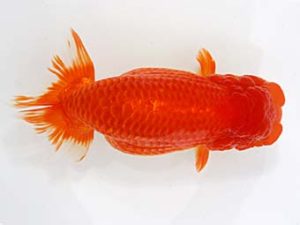 稲沢金鱗会　東取締　鎌田文夫　稲沢市