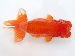 稲沢金鱗会　西取締　沢田光孝　半田市