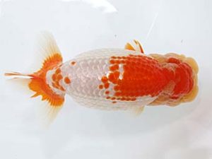 稲沢金鱗会　西大関　渡邉昭彦　養老町