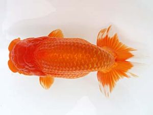 稲沢金鱗会　東取締　植田春寿　稲沢市