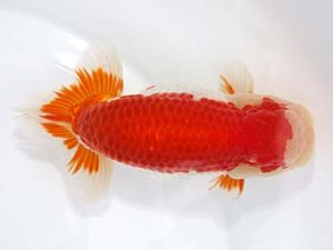 稲沢金鱗会　西取締　鎌田芳男　稲沢市