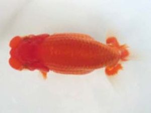 観友らんちう会　東大関　斎藤弘栄