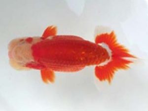 観友らんちう会　西大関　田中孝俊