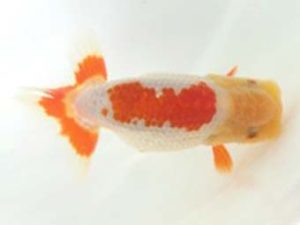 観友らんちう会　立行司　相馬健一