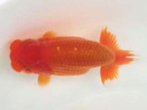 観友らんちう会　取締一　安田光伸