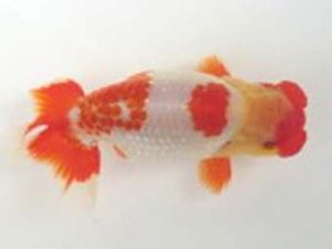 観友らんちう会　取締二　輿石慎吾