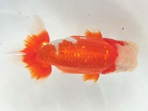 観友らんちう会　東大関　田中孝俊