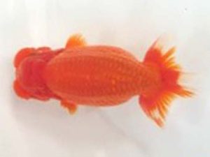 観友らんちう会　西大関　和井内貴久