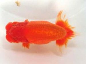 観友らんちう会　立行司　和井内貴久