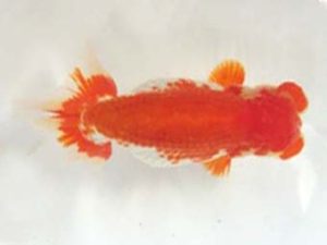 観友らんちう会　取締一　相馬健一