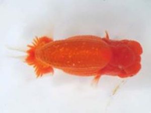 観友らんちう会　取締二　成田祐輔