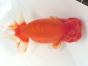 観友らんちう会　東大関　安田英一