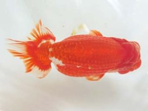 観友らんちう会　立行司　斎藤弘栄