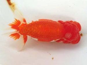 観友らんちう会　取締一　鈴木　一