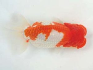 観友らんちう会　取締二　成田祐輔