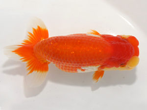 紀州らんちゅう同好会　東大関　辻　敏秋　那智勝浦町