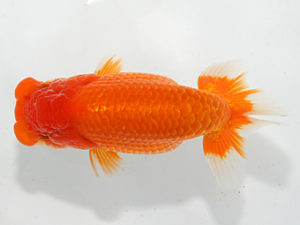 紀州らんちゅう同好会　西大関　寺尾弘行　尾鷲市