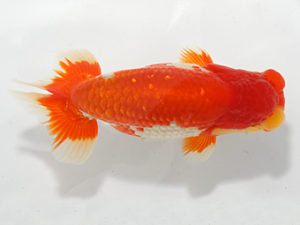 紀州らんちゅう同好会　立行司　山下庸博　太地町